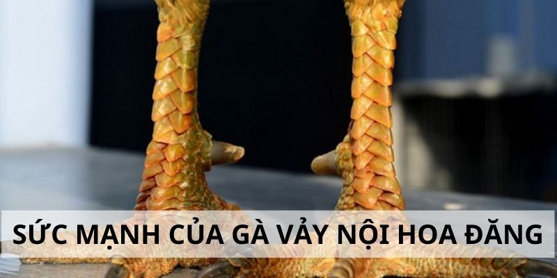 Vảy Nội Hoa Đăng - Đặc Điểm Và Cách Nhận Biết Cực Chuẩn 2024 5 Sức mạnh trong thi đấu của gà chiến